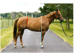 Figure 4: photo of horse with ideal heart girth. The depth of heart girth (shown as a white solid line) is roughly the same as the distance from the chest floor to the ground (shown as a blue dashed line) and should be greater than depth of flank (shown as a solid red line).